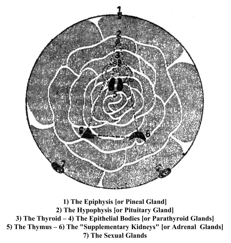 Organs Picture Gnostic Astrology ZCAKH